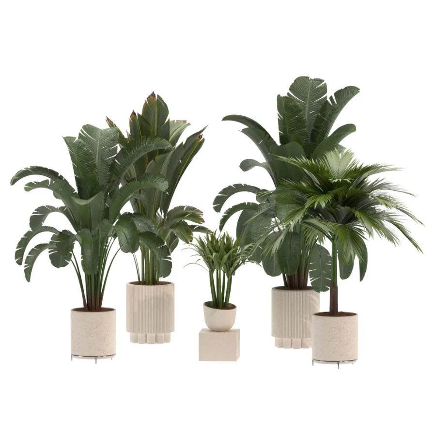 indoor-plant-024 Image 2
