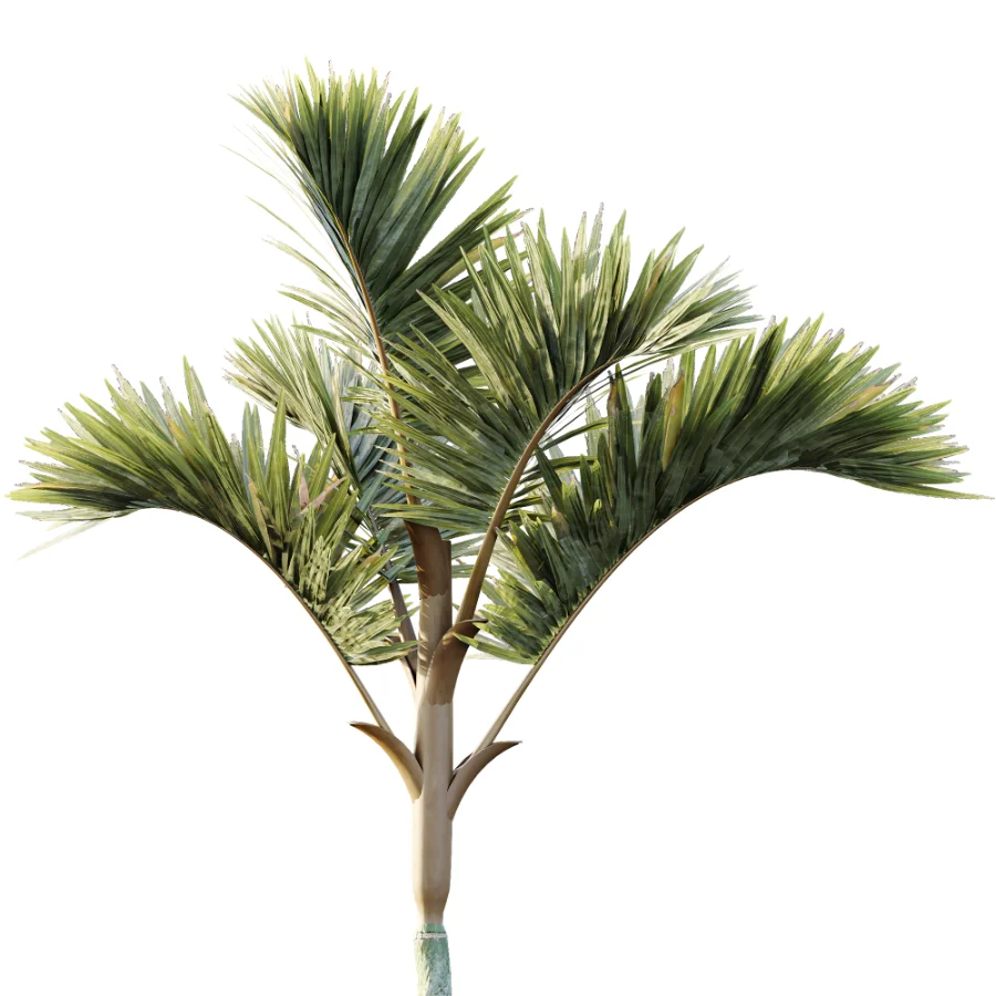 AV Plant Cyrtostachys Renda Palm Tree 03 Image 1