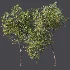 AV Plant Prunus Salicina Plum Pflaume Fruit Tree 01 - Thumbnail 10