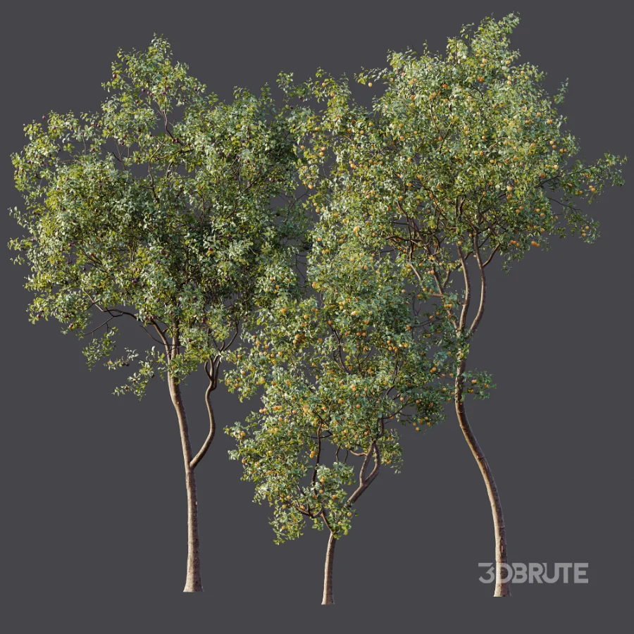 AV Plant Prunus Salicina Plum Pflaume Fruit Tree 01 Image 10