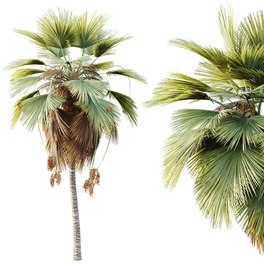 AV Plant Pritchardia Pacifica Palm Tree 03 Image 3