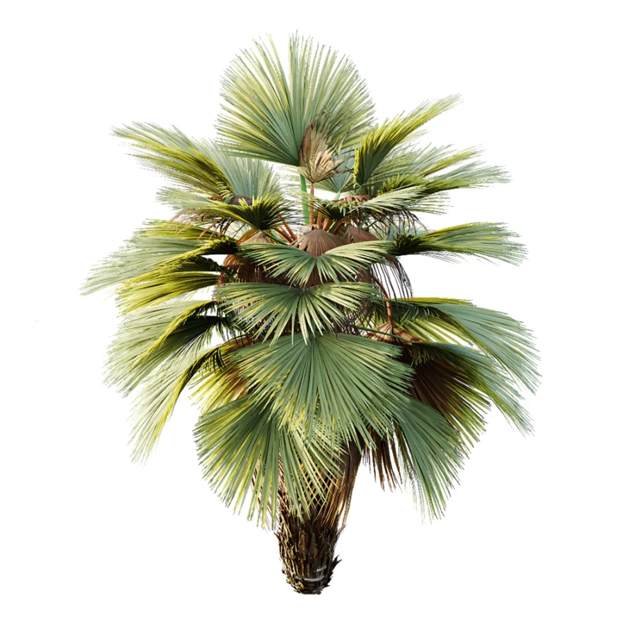 AV Plant Pritchardia Pacifica Palm Tree 03 Image 4