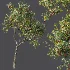 AV Plant Crataegus Pinnatifida Hawthorn Fruit Tree 01 - Thumbnail 4