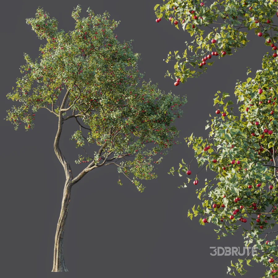 AV Plant Crataegus Pinnatifida Hawthorn Fruit Tree 01 Image 4