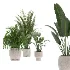 indoor-plant-019 - Thumbnail 1