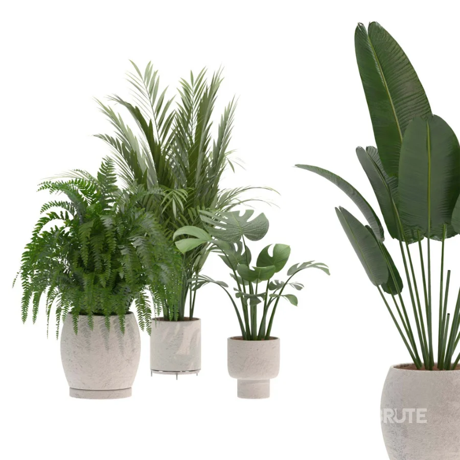 indoor-plant-019 Image 1