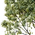 AV Plant Mangifera Indica Mango Fruit Tree 01 - Thumbnail 3