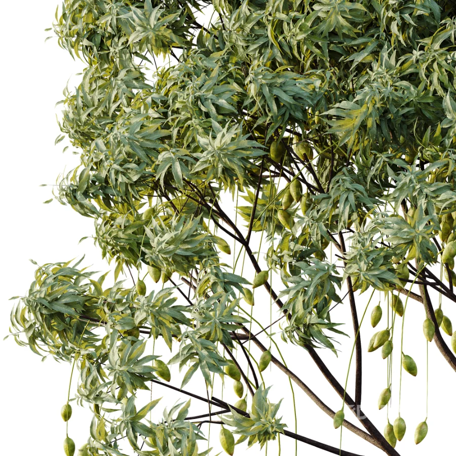 AV Plant Mangifera Indica Mango Fruit Tree 01 Image 3