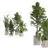 indoor-plant-014 - Thumbnail 1