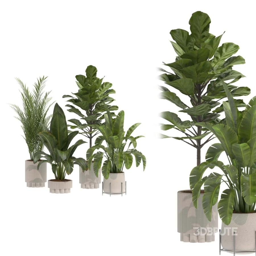 indoor-plant-014 Image 1