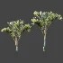 AV Plant Cyrtostachys Renda Palm Tree 03 - Thumbnail 6