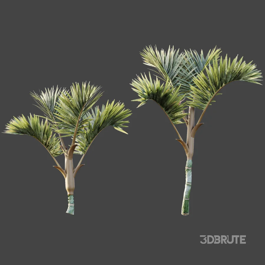 AV Plant Cyrtostachys Renda Palm Tree 03 Image 6