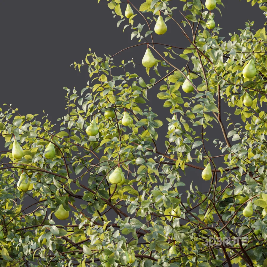 AV Plant Pear Pyrus Communis Fruit Tree 01 Image 9