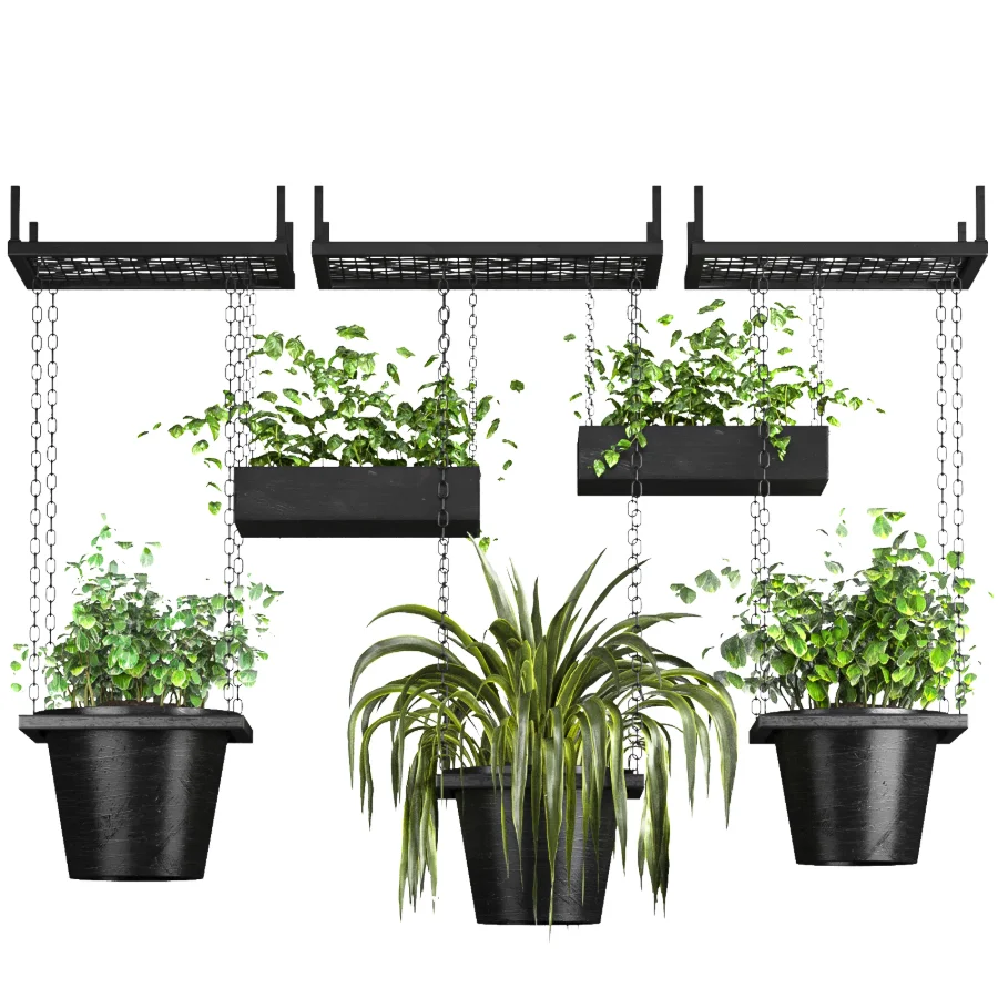 Hanging Plant 04 Image 2