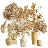 AV Indoor Plants Set 614 Olive Areca Palm Ficus microcarpa Cunjevoi Alocasia - Thumbnail 6