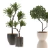 Indoor Plants Set 029-Yucca Elephantipes - Thumbnail 3
