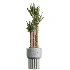 AV Indoor Plants Set 615 Yucca Elephantipes Briful Pachira Ficus Elastica Olive - Thumbnail 2