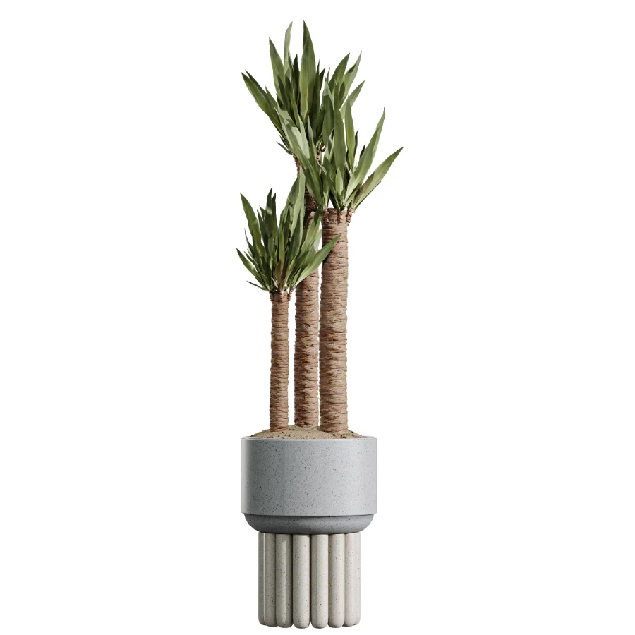 AV Indoor Plants Set 615 Yucca Elephantipes Briful Pachira Ficus Elastica Olive Image 2