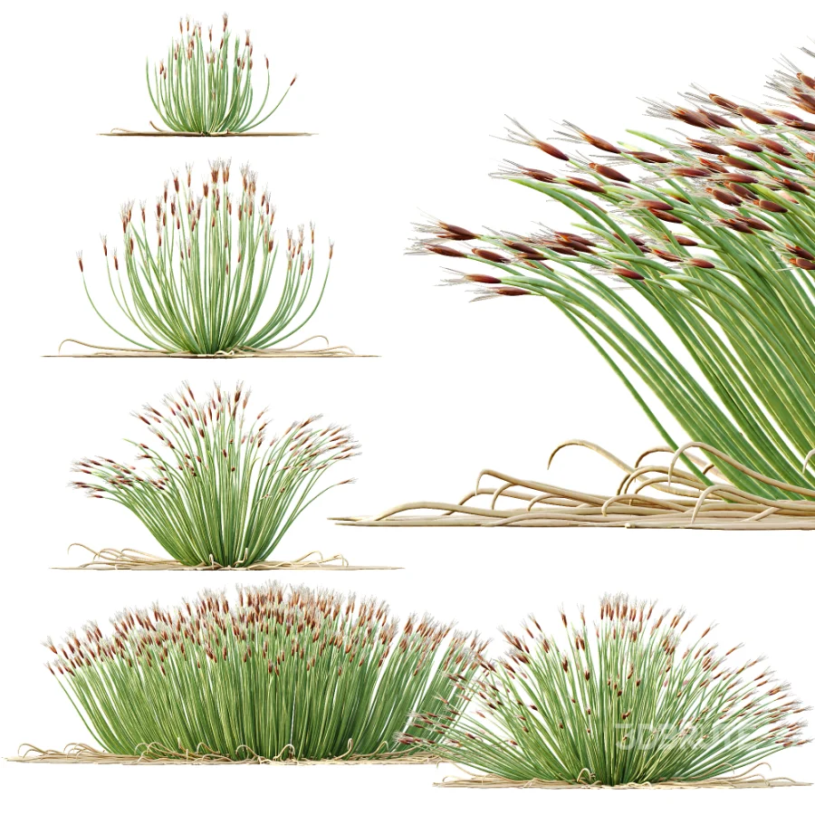 AV Plant Trichophorum Cespitosum Tufted Bulrush Rasenbinse Deer Grass Image 8