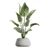 AV Indoor Plants Set 603 Chemlali Olive and Peace Lily and Olive Eucalyptus and Bird Of Paradise - Thumbnail 1