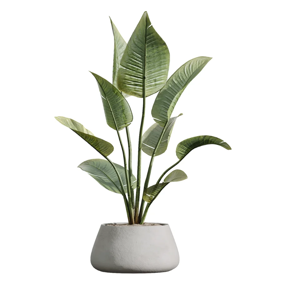 AV Indoor Plants Set 603 Chemlali Olive and Peace Lily and Olive Eucalyptus and Bird Of Paradise Image 1
