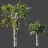 AV Plant Bismarckia Nobilisi Palm Tree 01 - Thumbnail 7