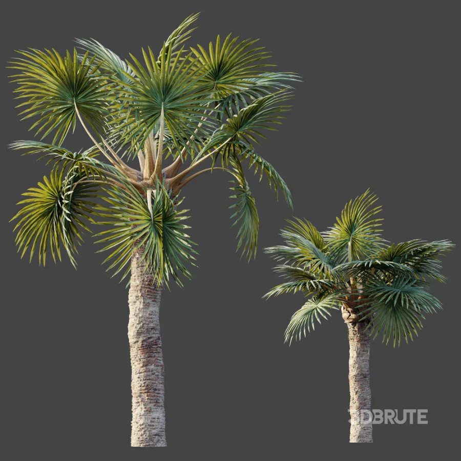 AV Plant Bismarckia Nobilisi Palm Tree 01 Image 7