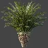 AV Plant Cycas Revoluta Palmfarn Palm Bush 02 - Thumbnail 5