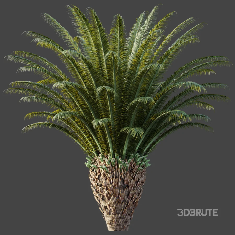 AV Plant Cycas Revoluta Palmfarn Palm Bush 02 Image 5