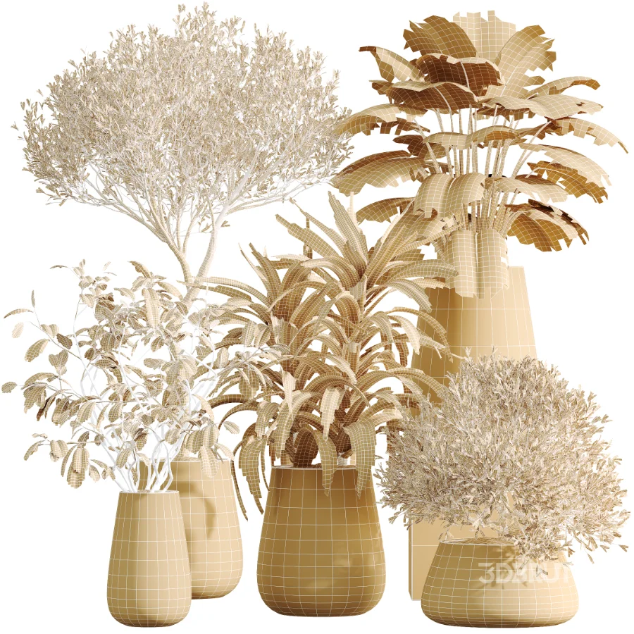 AV Indoor Plants Set 527 Olive Lemon Dragon Ficus Dracaena Marginata Image 7