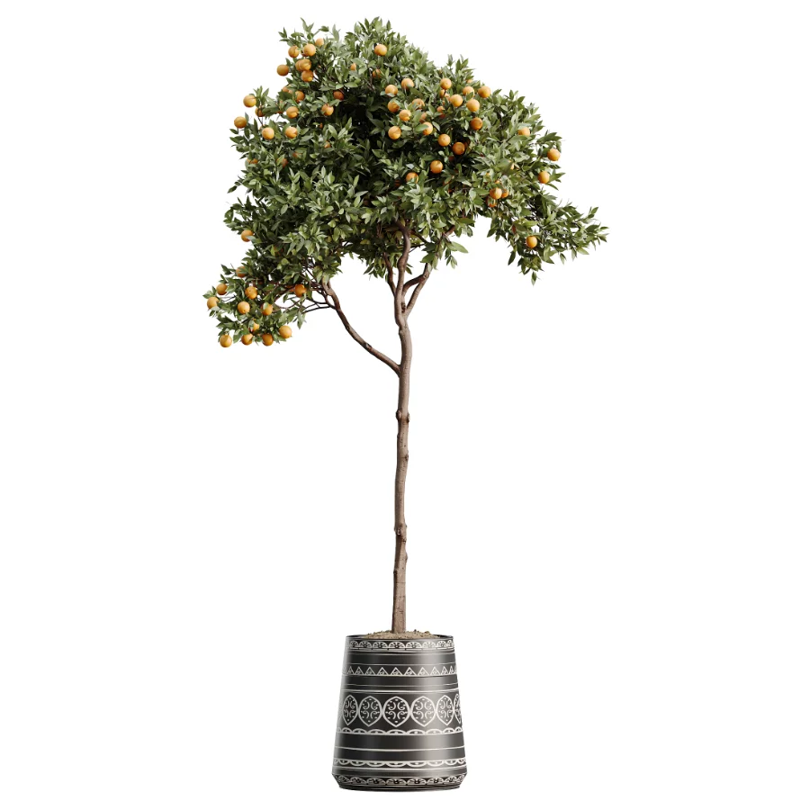 AV Indoor Plants Set 617 Orange Calamondin Tree Spineless Yucca and African Fig Ruffled Fan Palm Image 5