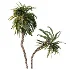 AV Plant Macrozamia Moorei Palm Tree 01 - Thumbnail 3