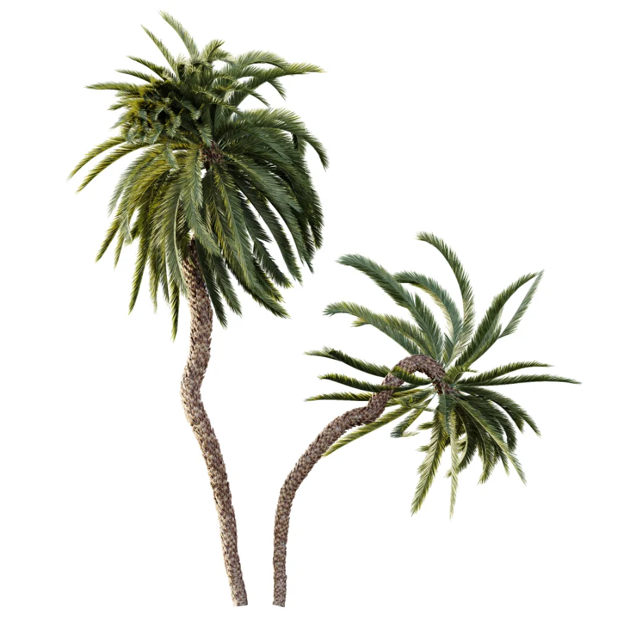 AV Plant Macrozamia Moorei Palm Tree 01 Image 3