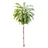 AV Plant Cordyline Petiolaris 6 Palm Tree 01 - Thumbnail 1