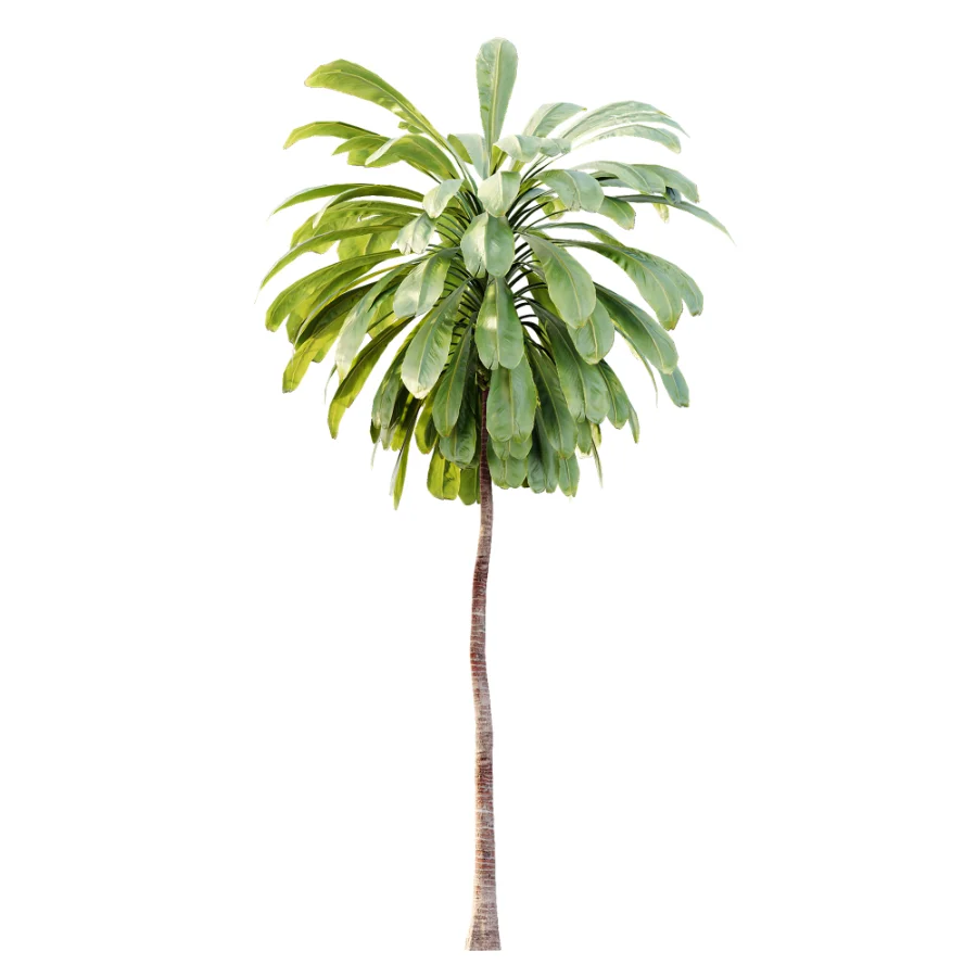AV Plant Cordyline Petiolaris 6 Palm Tree 01 Image 1