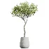 AV Indoor Plants Set 527 Olive Lemon Dragon Ficus Dracaena Marginata - Thumbnail 4