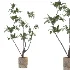 Ficus Benjamina Indoor Plant-set-030 - Thumbnail 2