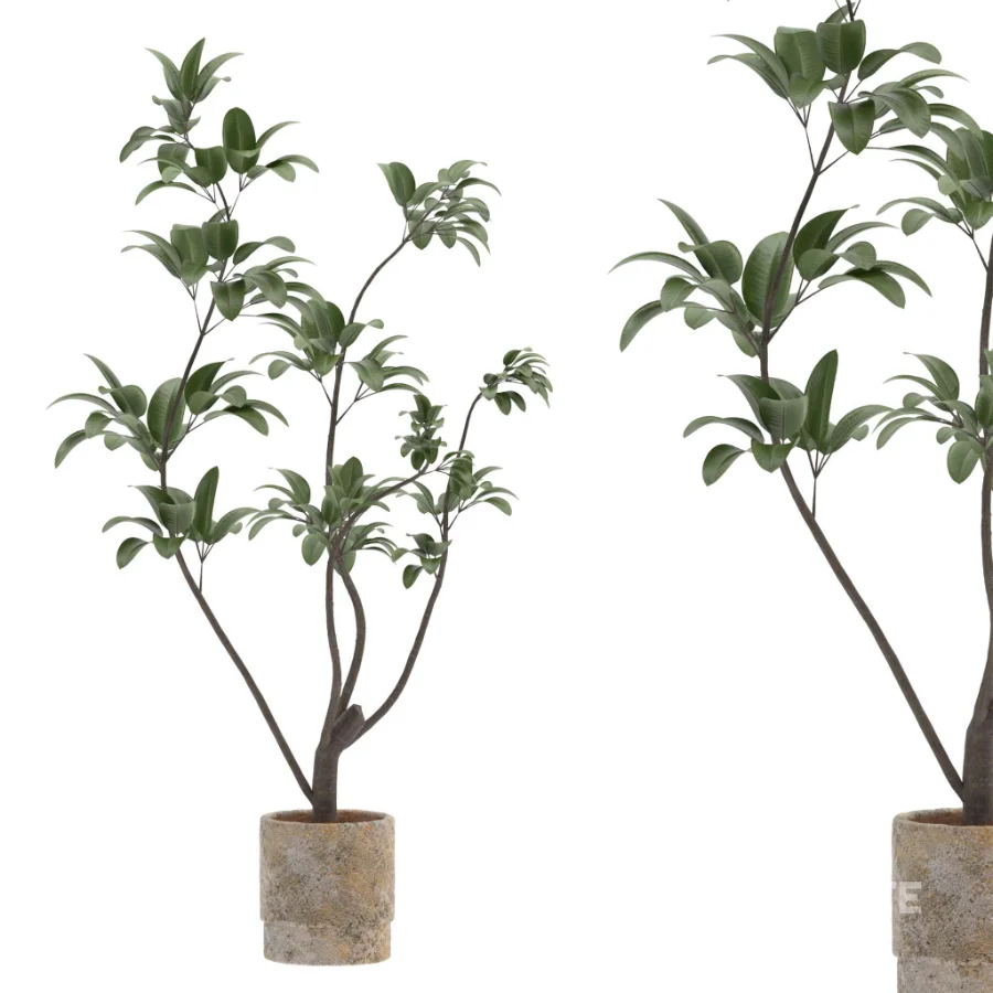 Ficus Benjamina Indoor Plant-set-030 Image 2
