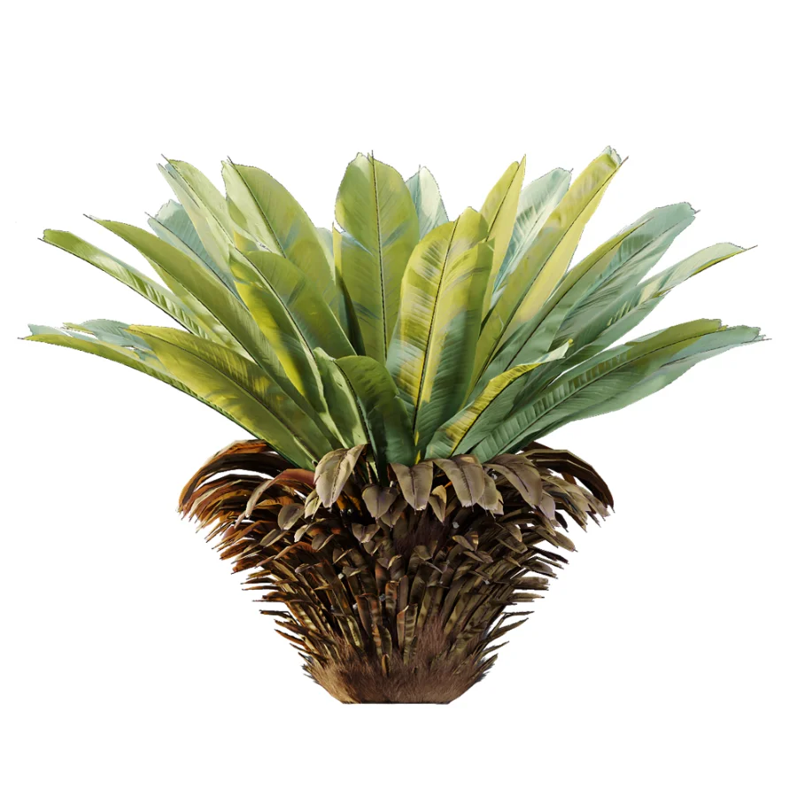AV Plant Neottopteris Nidus 6 Palm Bush 01 Image 4