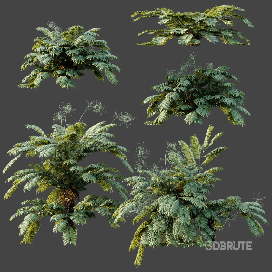 AV Plant Angiopteris Fokiensis Fern 6 Palm Bush 01 Image 10