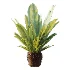 AV Plant Neottopteris Nidus 6 Palm Bush 01 - Thumbnail 6