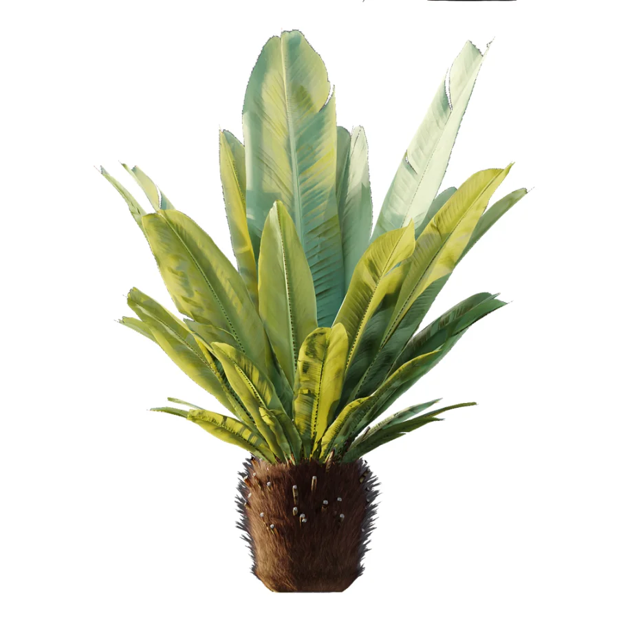 AV Plant Neottopteris Nidus 6 Palm Bush 01 Image 6