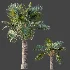 AV Plant Bismarckia Nobilisi Palm Tree 01 - Thumbnail 8