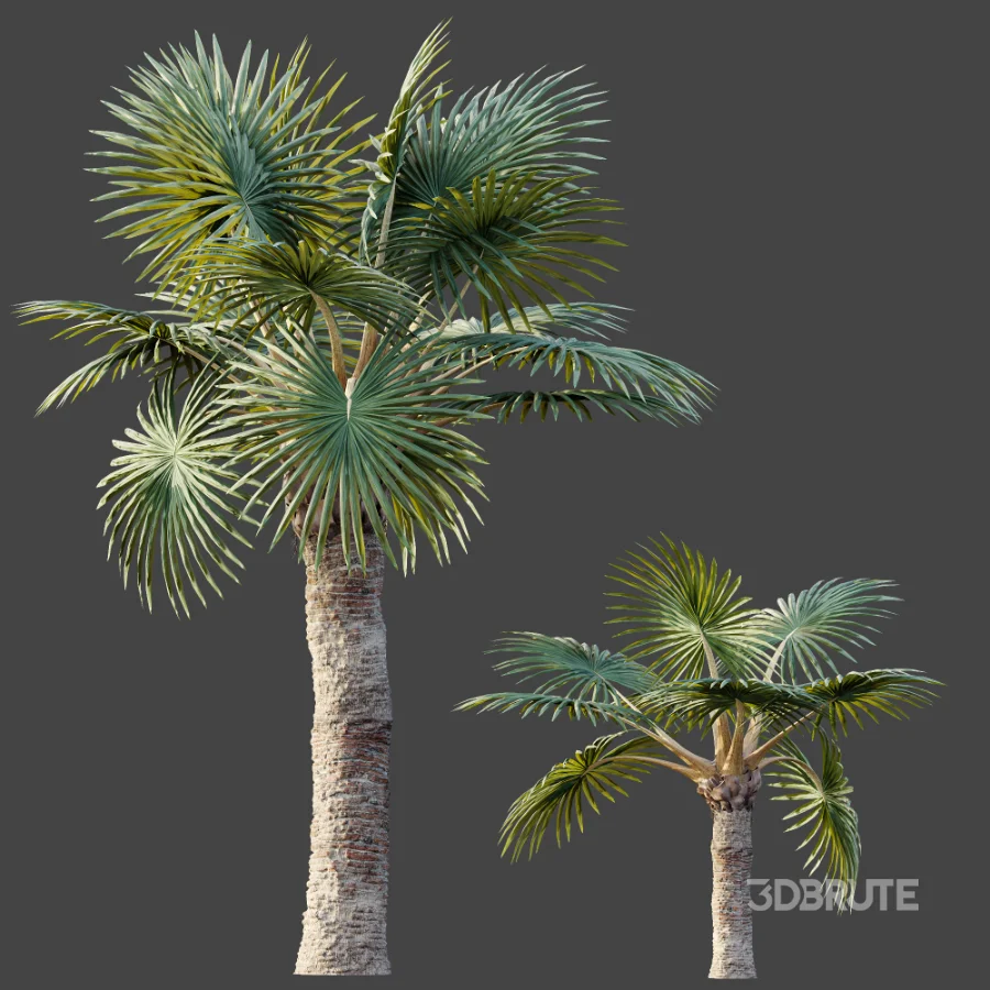 AV Plant Bismarckia Nobilisi Palm Tree 01 Image 8