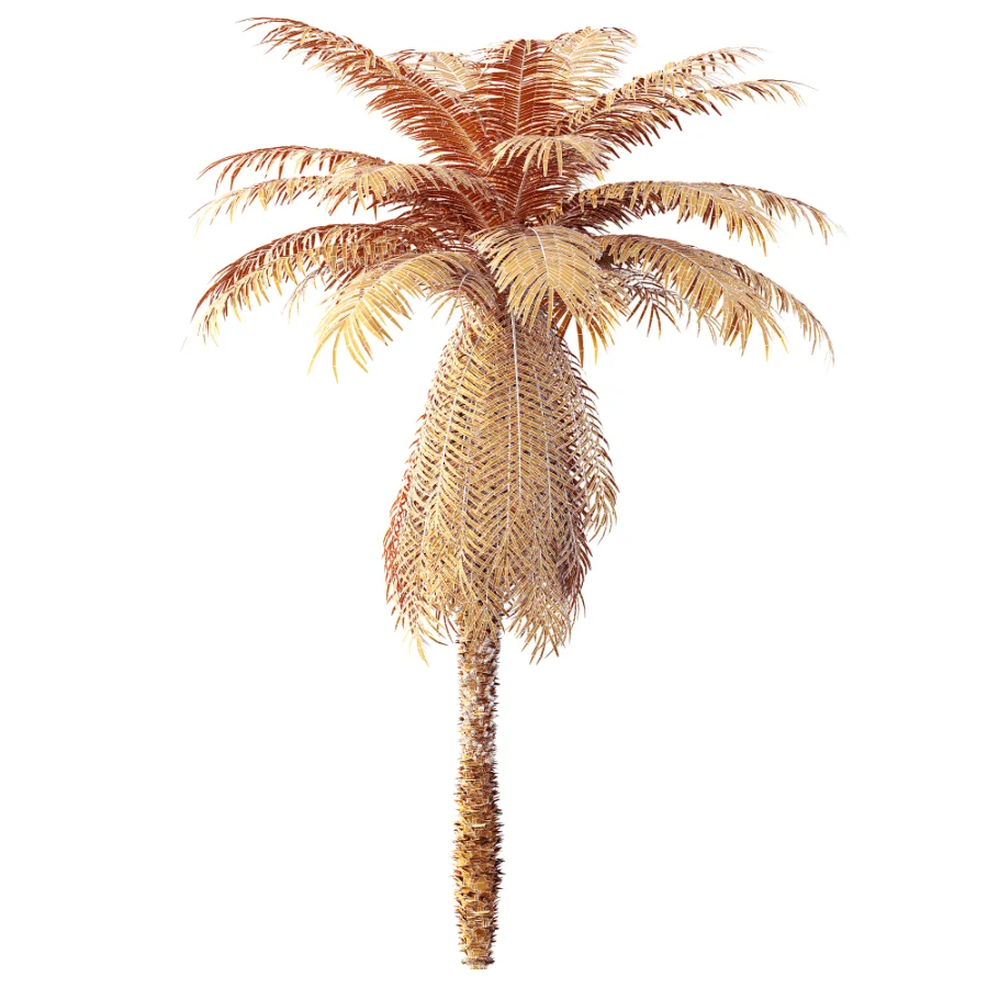 AV Plant Brainea Insignis Fern 6 Palm Tree 01 Image 10