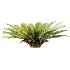 AV Plant Neottopteris Nidus 6 Palm Bush 01 - Thumbnail 3