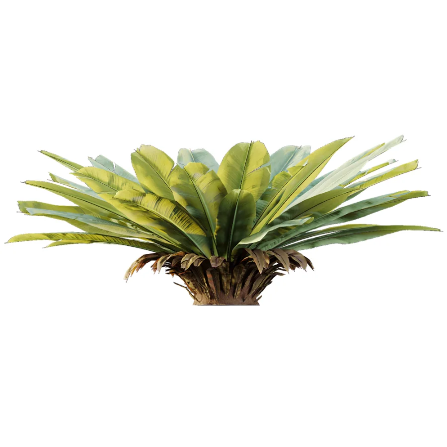 AV Plant Neottopteris Nidus 6 Palm Bush 01 Image 3