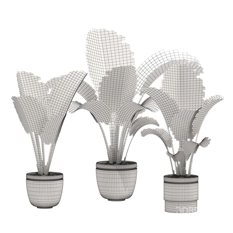 Alocasia Elephant Ear Plant Set Image 3