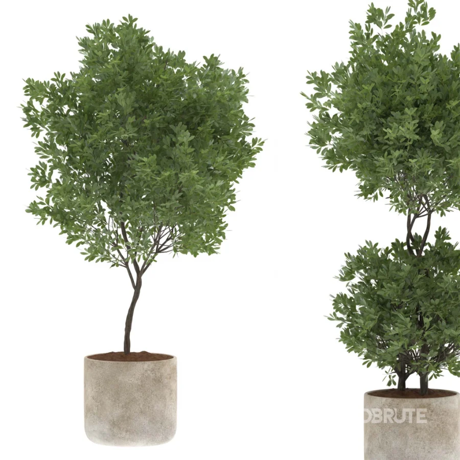 Modern Olive Trees in Concrete Pots-Set 01 Image 3