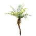 AV Plant Brainea Insignis Fern Palm Tree 02 - Thumbnail 4